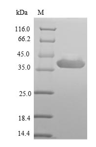 E.coli VP4 protein