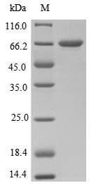 E.coli tetX protein