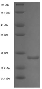 E.coli stxB2 protein