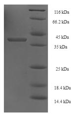 E.coli RAD52 protein
