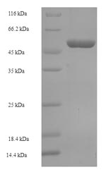 Human OXNAD1 protein