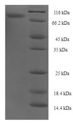 Human NXPE3 protein