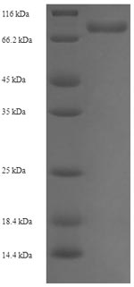 Human PPIL4 protein