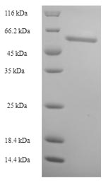 Human FLAD1 protein