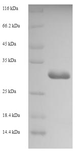 Rat Aif1 protein