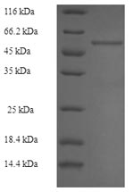 Rabbit ALDOB protein