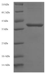 Human BCL10 protein