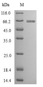 Human CASP2 protein