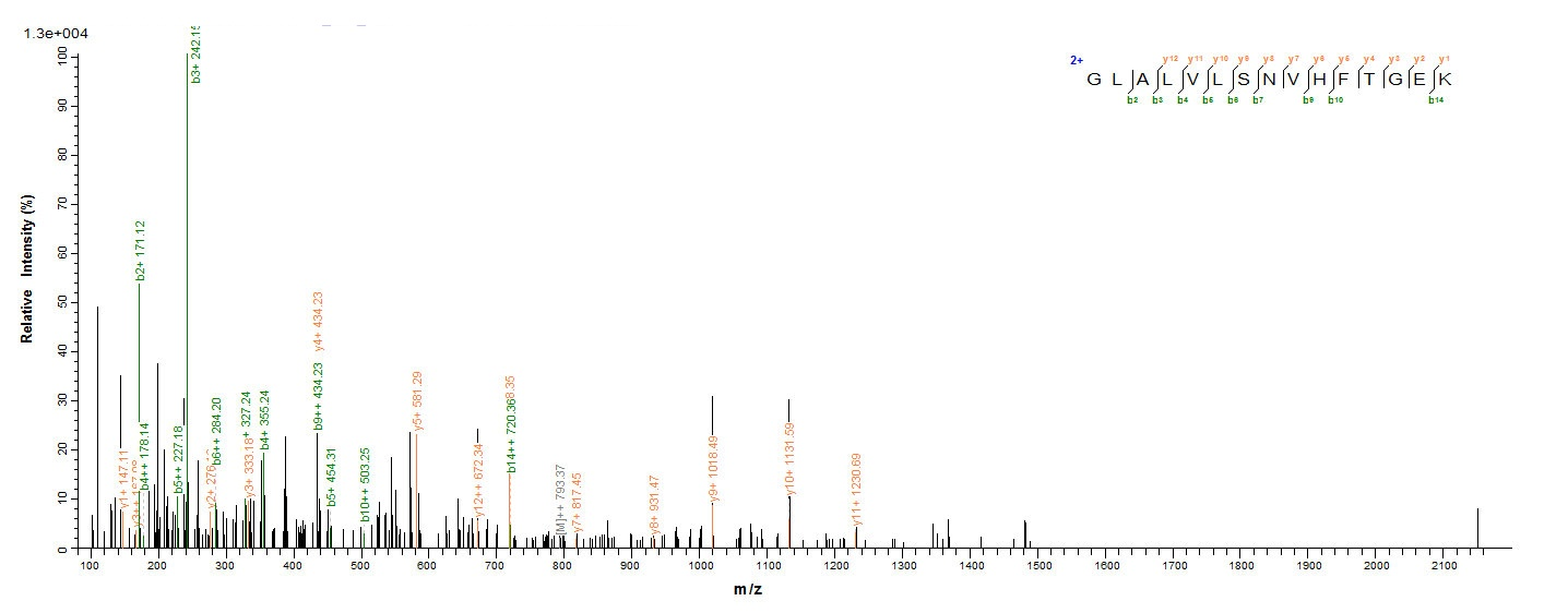 Human CASP2 protein
