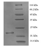 Rat Chrm1 protein