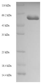 Human CPA6 protein