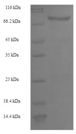 Mouse Ctcfl protein