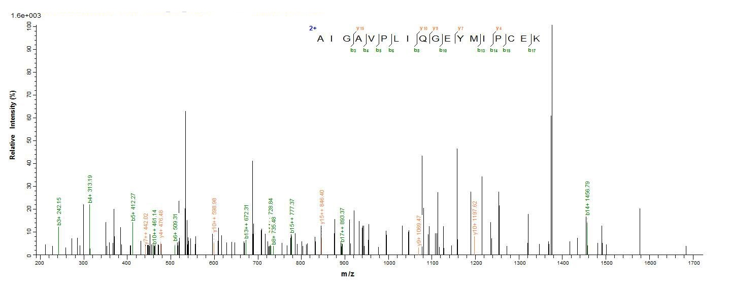 E.coli CTSD protein