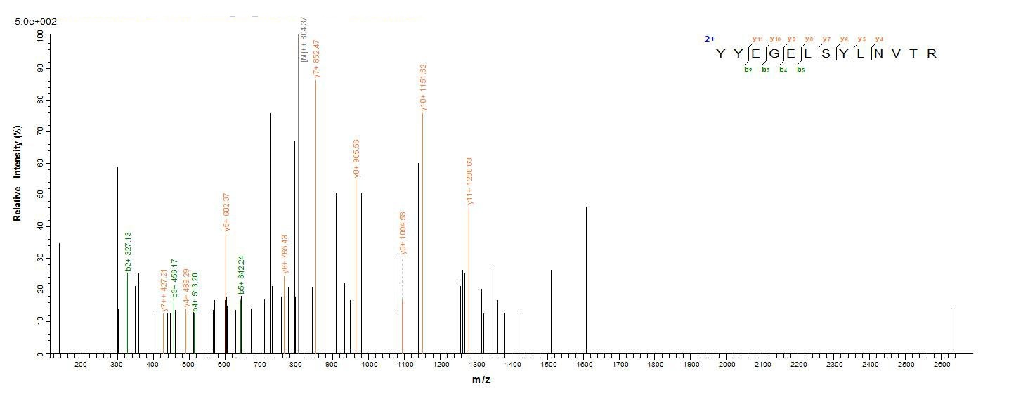 E.coli CTSD protein