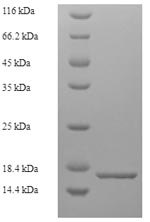 Mouse Ddt protein