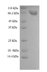 Rat DPP6 protein
