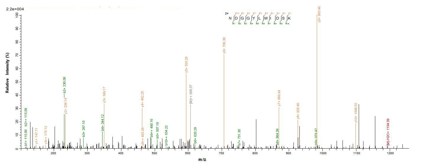 Human DSG3 protein