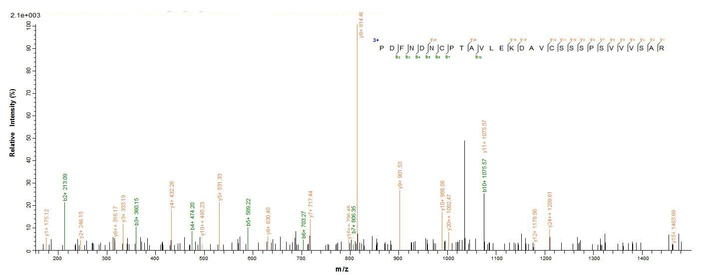 Human DSG3 protein