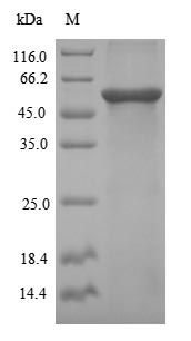 Human DSG3 protein