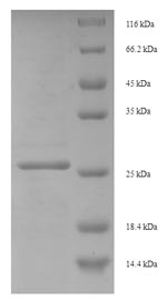 Human EIF4EBP3 protein