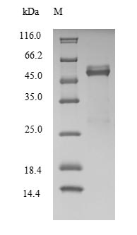 Human FOSL2 protein