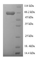 Human GDI2 protein