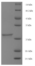Sheep GHRH protein