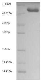 Human GK2 protein