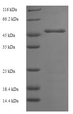 Human GP1BA protein