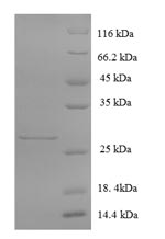 Human GRIA3 protein