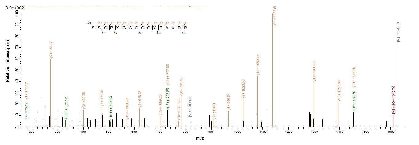 Human HNRNPA1 protein