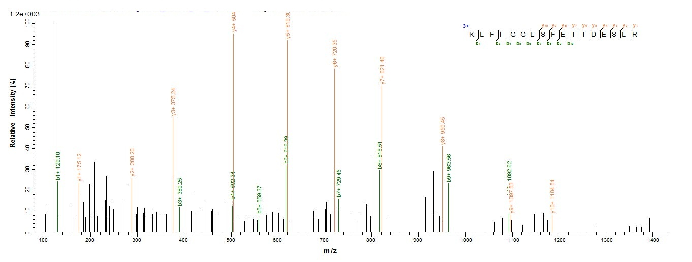 Human HNRNPA1 protein