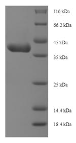 Mouse Igfbp1 protein