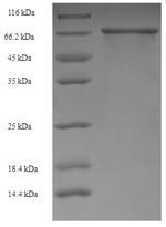 Human IGHG1 protein