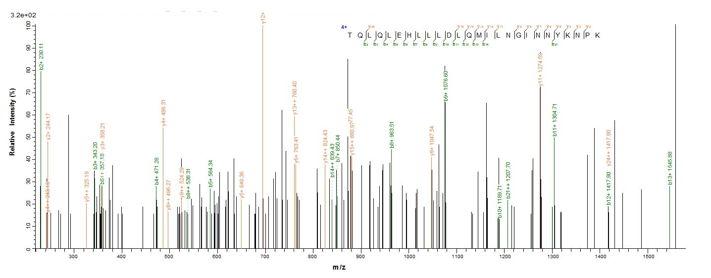 Human IL2 protein