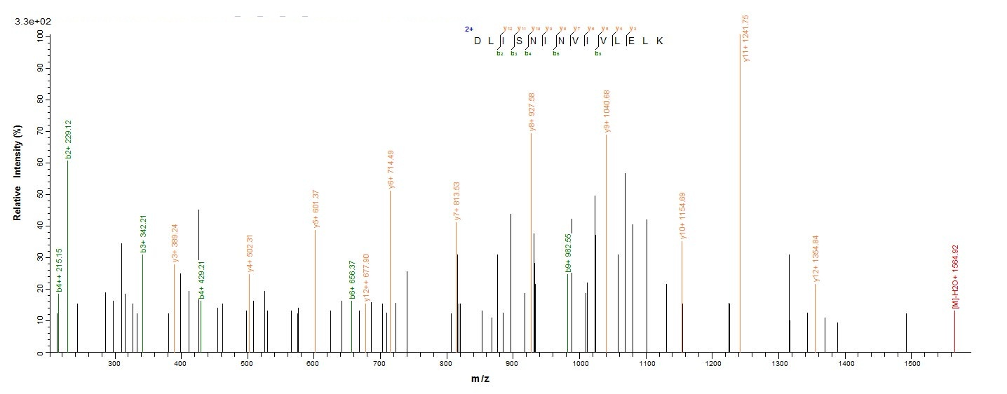 Human IL2 protein