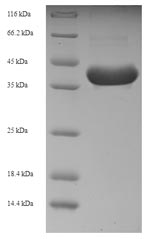 Human IL3 protein