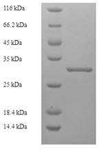 Rat Klk7 protein