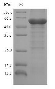 Bovine L2HGDH protein