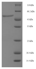Human MAP2K6 protein
