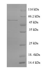 Rat Minpp1 protein