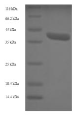 Human MRPL42 protein