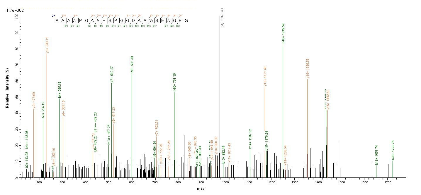 Human MSH6 protein