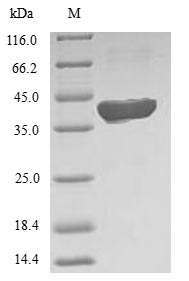 Human MTHFS protein