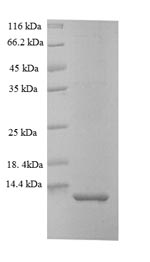 E.coli plp protein