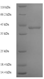 Human POLR3A protein