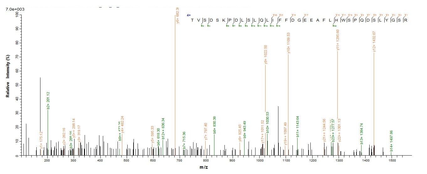 Human QPCT protein