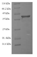 Human RAB6A protein