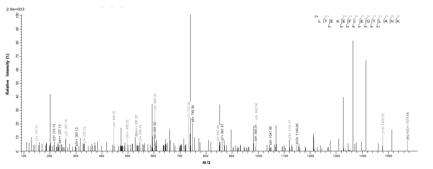 Human RCVRN protein