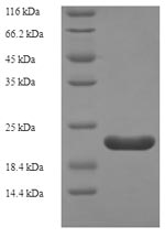 Rat Reg3a protein